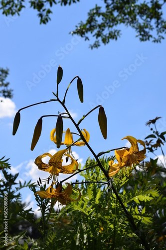 Yellow lilies framed by a blue sky