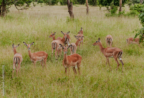 group of antelope