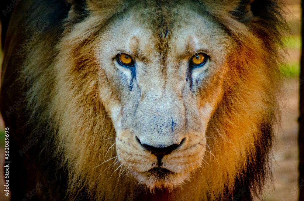 Fototapeta premium Beautiful animals photographed in a zoo in Brazil with natural light.
