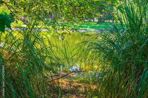 Pond in the Park