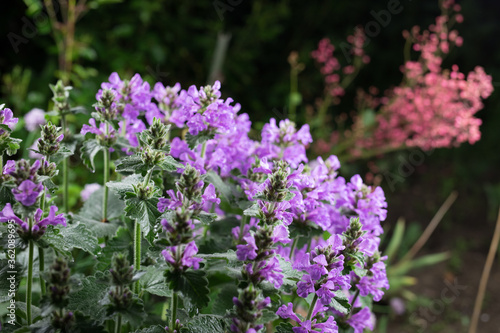 Beautiful summer garden flowers close-up.