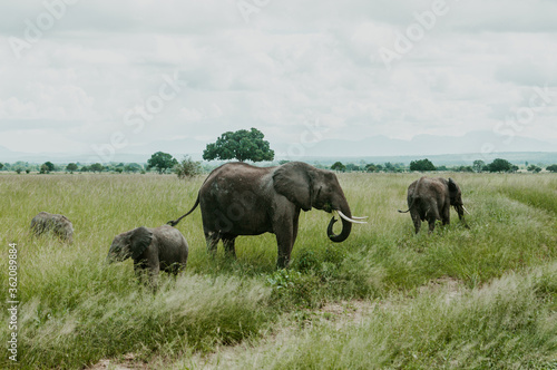 A herd of Elephants grazing in Mikumi National Park