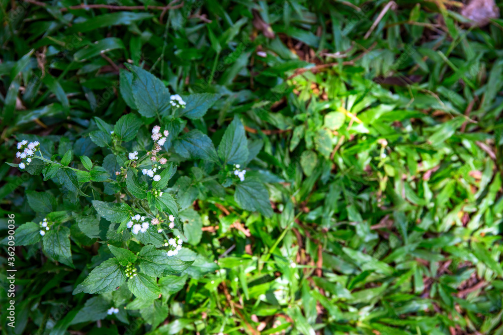 Wild forest plants photo background. Tiny white flower on sunny meadow. Summer forest walk landscape