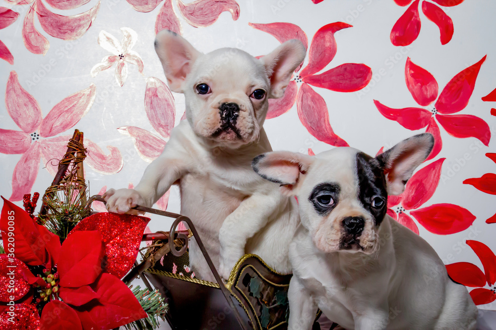 Two French Bulldog Puppies Pose on a Christmas Sled Toy Surrounded by Poinsettia Two French Bulldog Puppies Pose on a Christmas Sled Toy Surrounded by Poinsettia