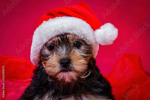 Closeup of a Beautiful Yorkshire Terrier Puppy Wearing a Santa Hat in front of a Red Christmas Background