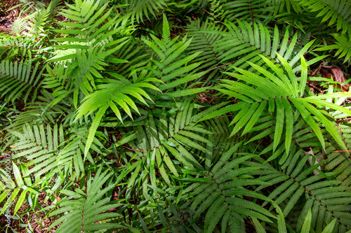 Green fern leaves in a forest  top view photo. Fern leaf texture in natural environment. Leaf meadow in sunlight.