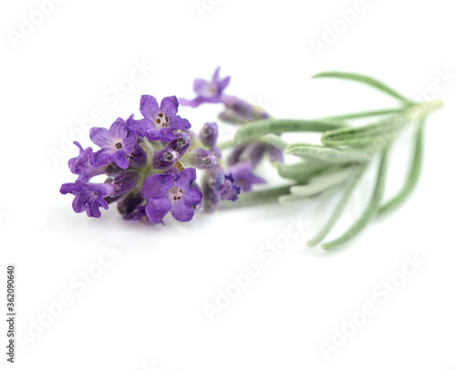 Lavender flower with leaves white background Macro photo