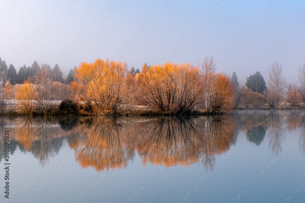 Golden willows reflected in a roadside  pond