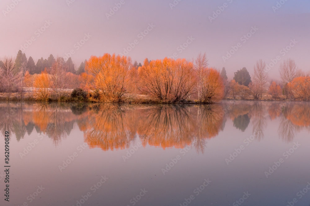 Golden willows reflected in a roadside  pond