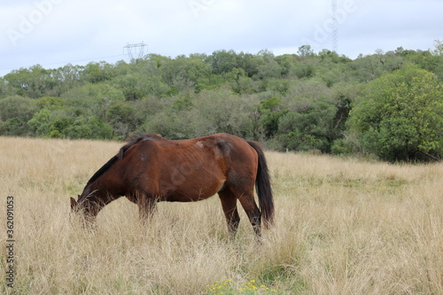 wild horses in the field © Daniel