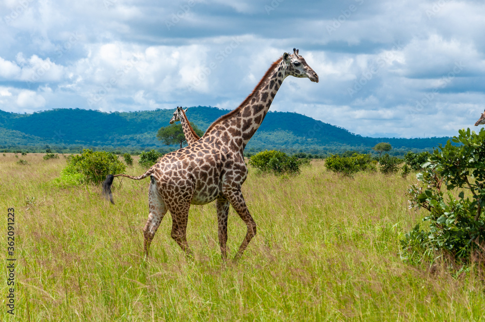 Fototapeta premium a tower of giraffes in the savannah