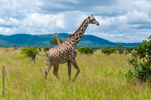 a tower of giraffes in the savannah