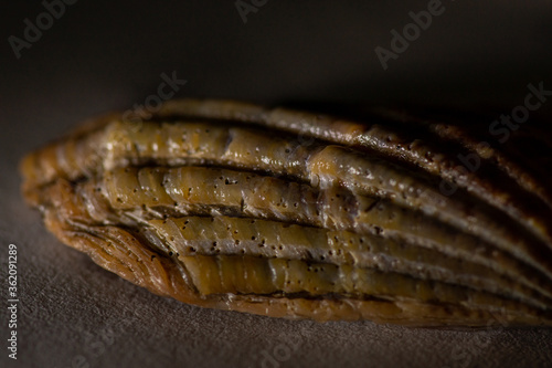 close up of a brown moth