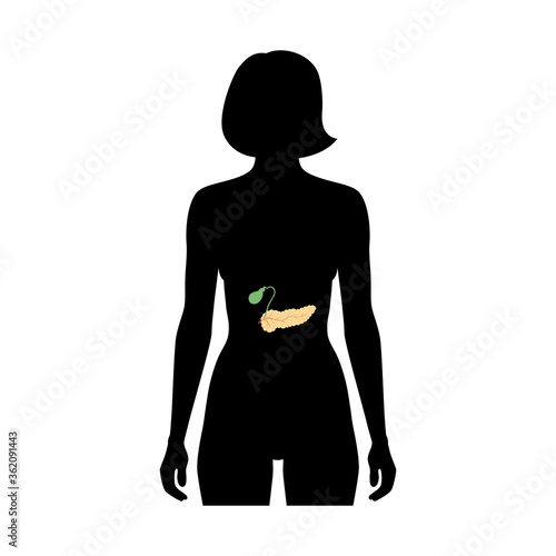 Pancreas an human body