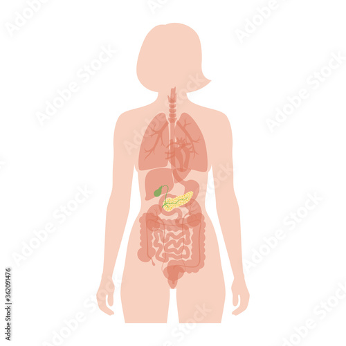 Pancreas an human body