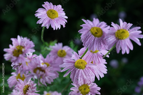 Beautiful summer garden flowers close-up.