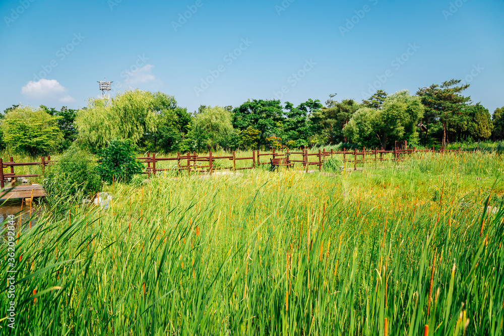 Obraz premium Green reed field with fence at Wolmi Park Traditional Garden in Incheon, Korea