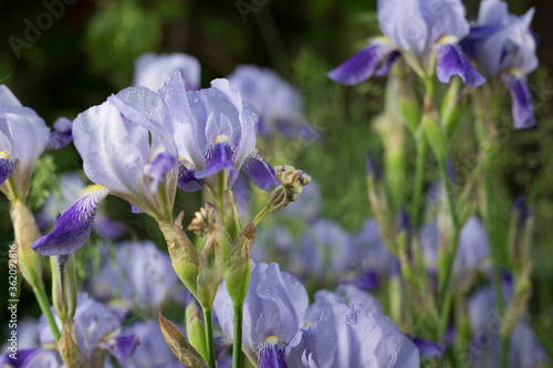 Beautiful summer garden flowers close-up.