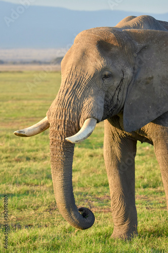Bull elephant  Loxodonta africana  with worn tusks standing in the golden morning light.  Amboseli National Park  Kenya. 