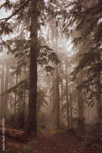 morning in the forest