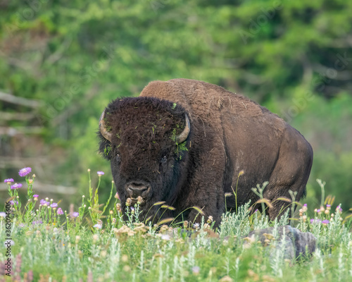 Bison Bull on the prairie
