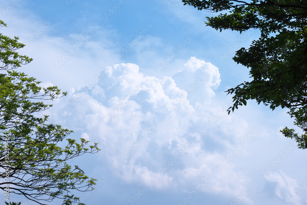 Obraz premium 緑から覗く空