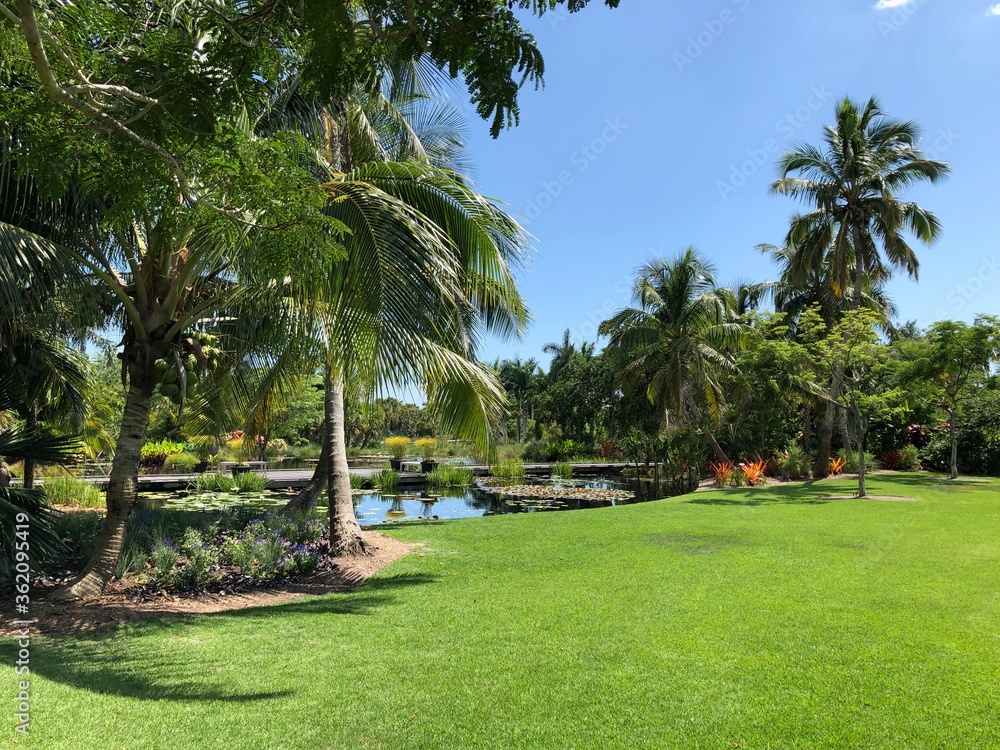 palm trees in the park