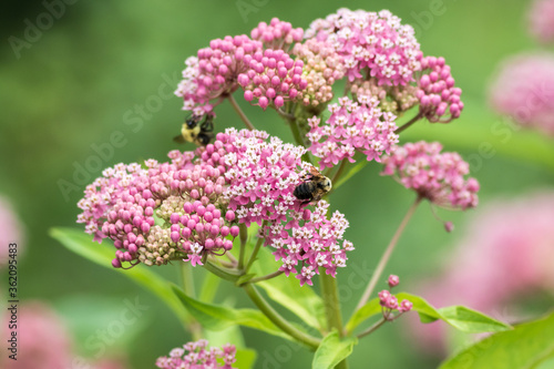 Bumblebee on Swamp Milkweed, a beautiful pink pollinator flower with complimentary colors on green  photo