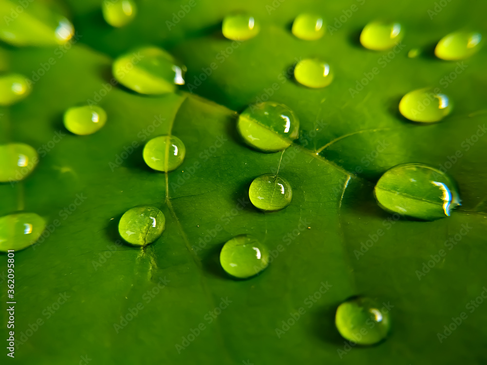 Fototapeta premium Close up of water drops on green leaves