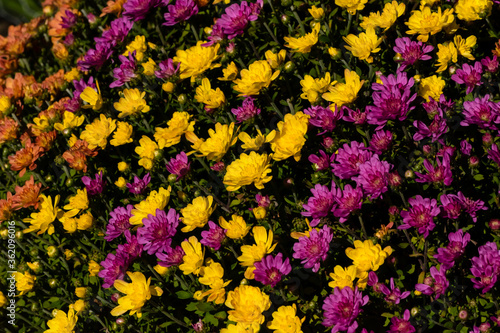 Yellow and purple Chrysanthemums ( mums , chrysanthsflowers) flowers filling the frame