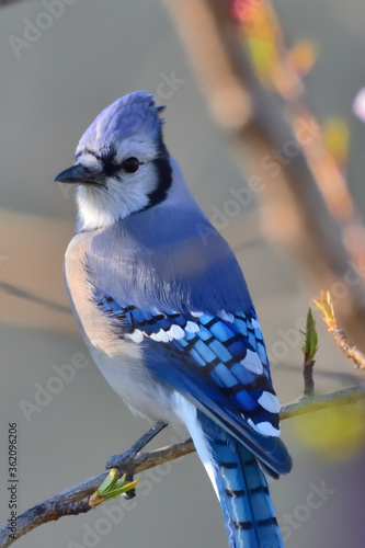 Canvas Print blue jay on a branch with turned head during sunset