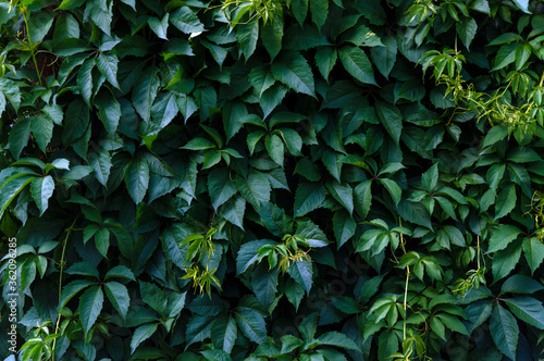 natural green background: a wall covered with a young climbing plant