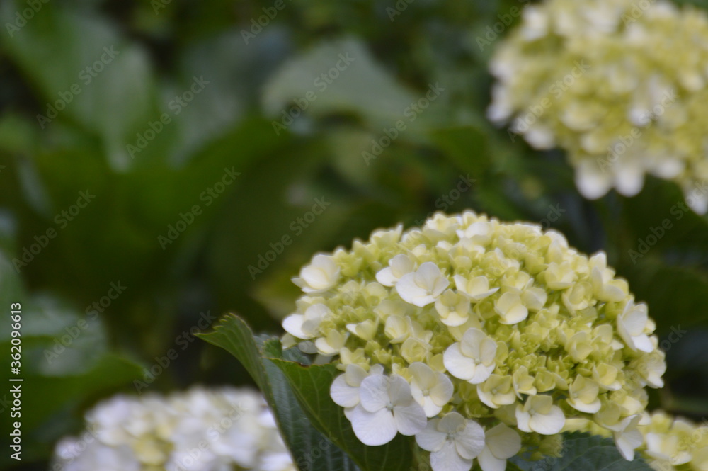 white flowers white flowers