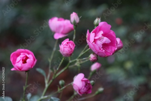 Beautiful Roses. 