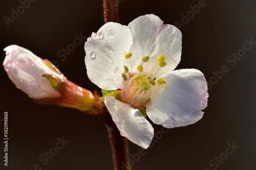 A white cherry flower with water droplets and  dark background 