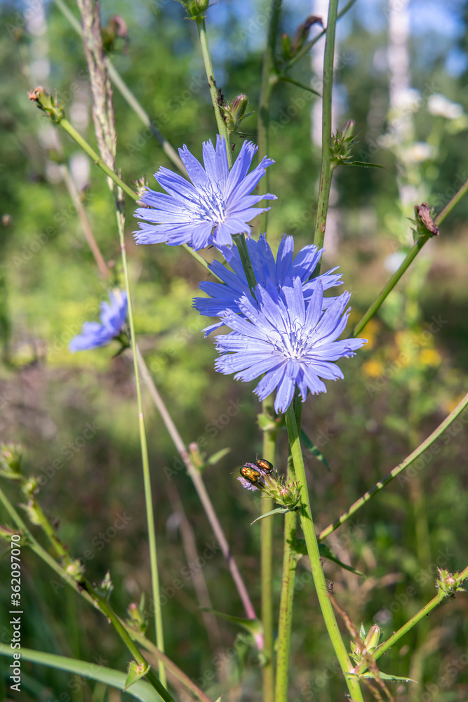 Chicory blue blossoms in the meadow Chicory blue blossoms in the meadow