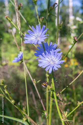 Chicory blue blossoms in the meadow