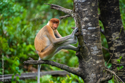 Family of wild Proboscis monkey or Nasalis larvatus, in the rainforest of island Borneo, Malaysia, close up © OlegD