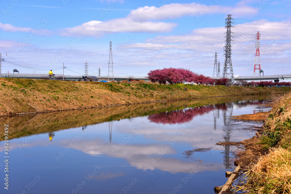 茅ヶ崎小出川川面に映る土手に咲く河津桜