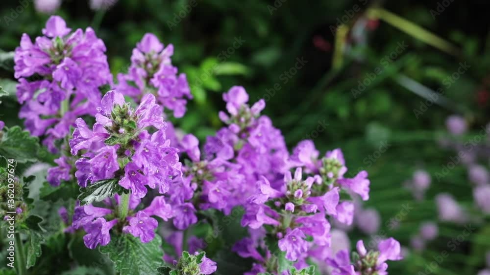 Beautiful summer garden flowers close-up. Beautiful summer garden flowers close-up.