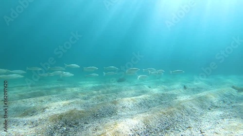 Slow-motion video of a school of whiting fish swimming in the crystal-clear water, Sydney Australia