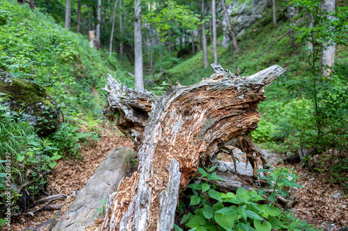 Tree Stump in Forst at the Weichtalklamm in Lower Austria  photo