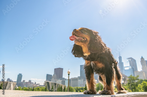фотографія Dog in the big city
