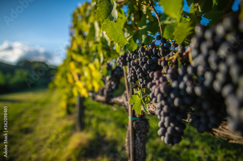 Foto VineYard Montepulciano