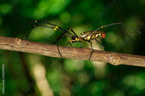 Wallpaper Mural Image of Golden Long-jawed Orb-weaver Spider(Nephila pilipes). Insect. Animal. Torontodigital.ca