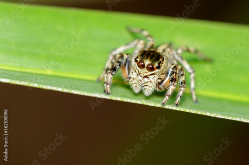 Image of Jumping spiders(Salticidae) on green leaves. Insect. Animal.