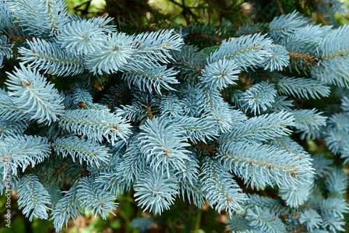 Beautiful pungen spruce silvery young leaf. photo