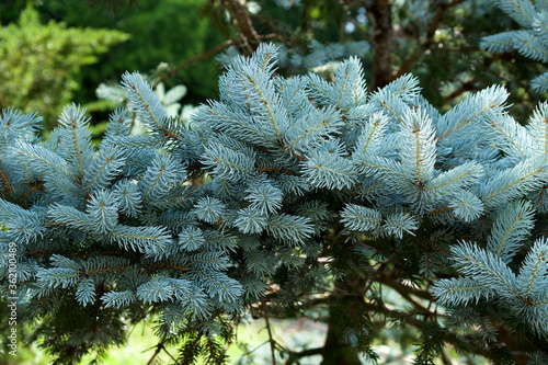 Beautiful pungen spruce silvery young leaf. photo