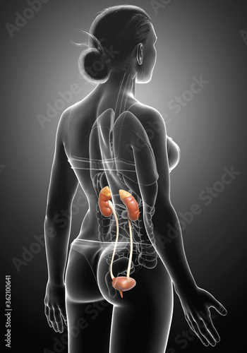 3d rendered, medically accurate illustration of female kidneys