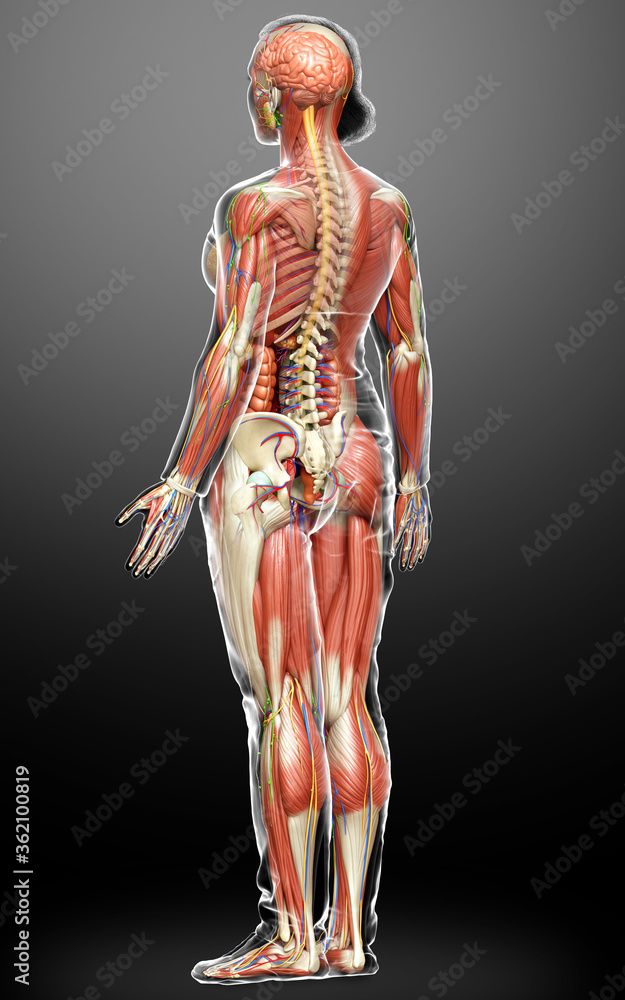 3d rendered medically accurate of the female anatomy 3d rendered medically accurate of the female anatomy